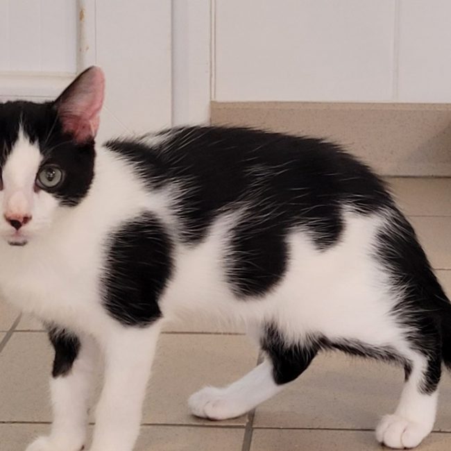 Diapo - Chat Européen à adopter