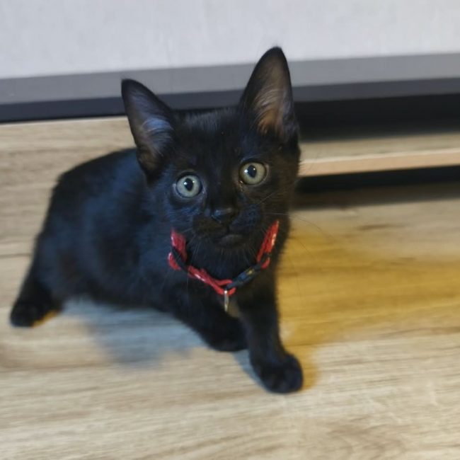 Bahia - Chat Européen à adopter