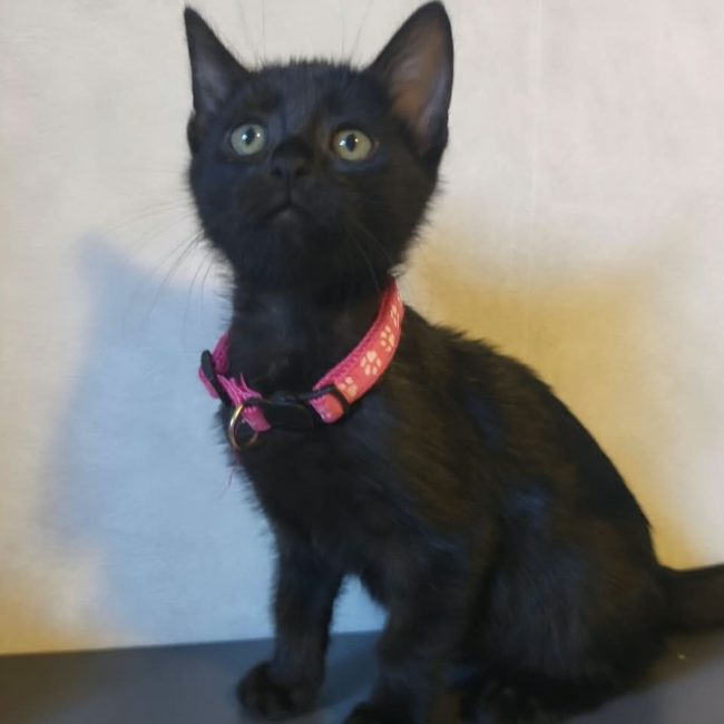 Boheme - Chat Européen à adopter