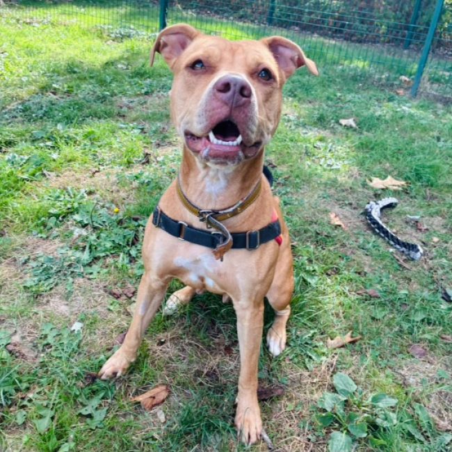 Rena - Chien à adopter