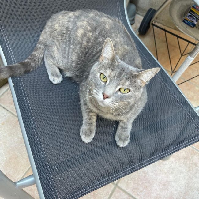 Tulipe - Chat à adopter