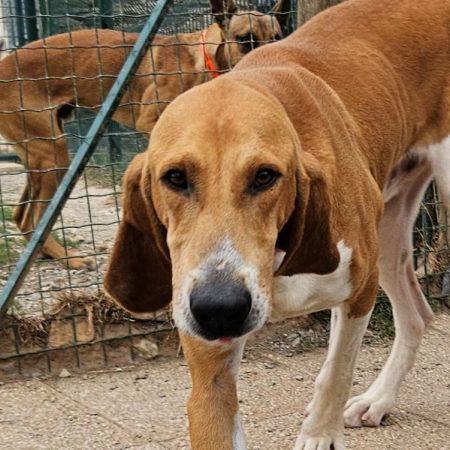 FantÔme - Chien Anglo-Français de Petite Vènerie à adopter