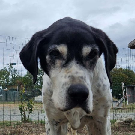 Lamia - Chien à adopter