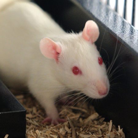 Fotsy - Rongeur Rat à adopter