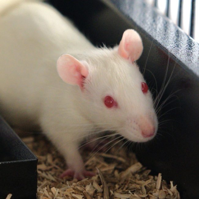 Fotsy - Rongeur Rat à adopter