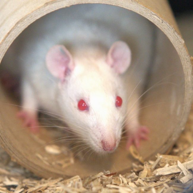 Album - Rongeur Rat à adopter