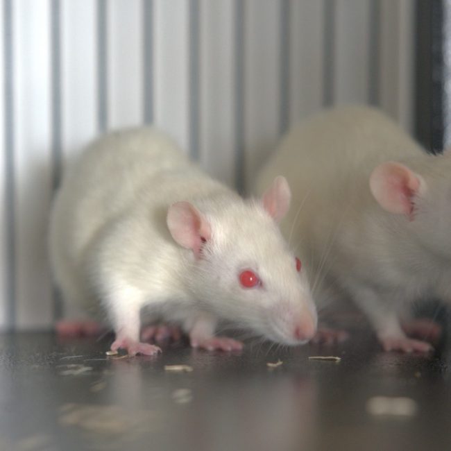 Bijela - Rongeur Rat à adopter