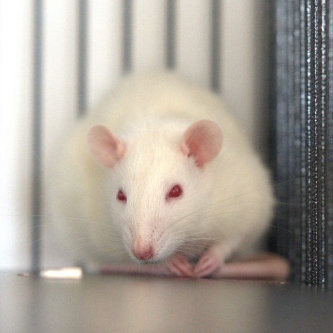 Bianca - Rongeur Rat à adopter