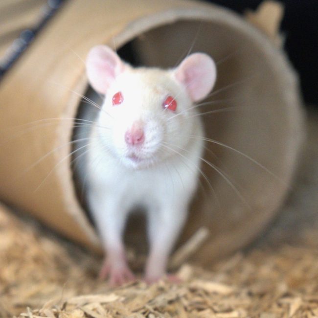 Zuria - Rongeur Rat à adopter