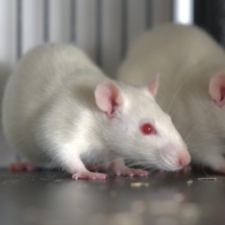 Bialy - Rongeur Rat à adopter