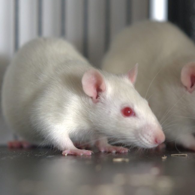 Bialy - Rongeur Rat à adopter
