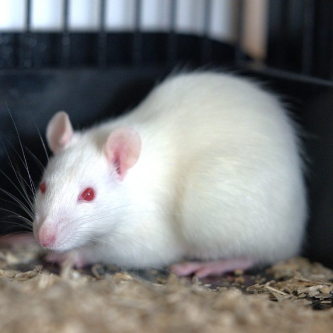 Kann - Rongeur Rat à adopter