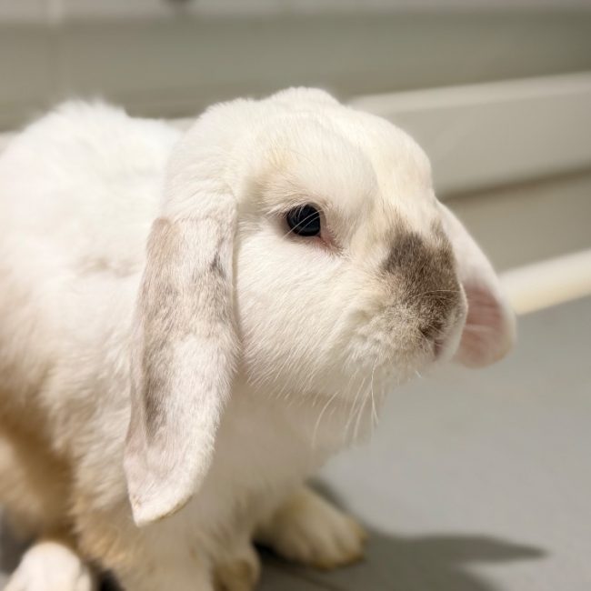 Marcel - Rongeur Lapin à adopter