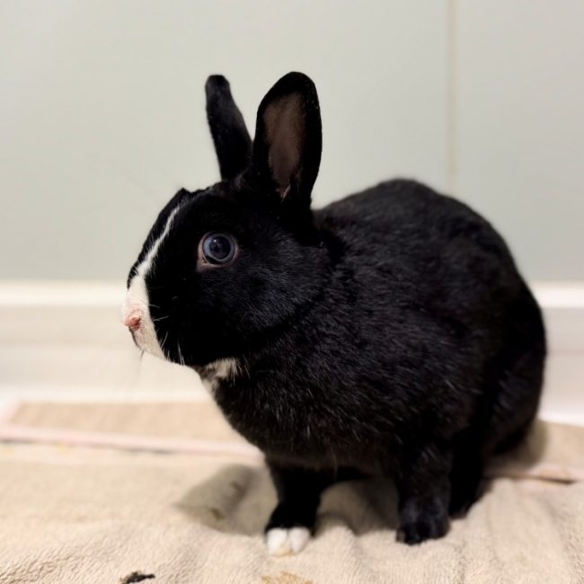 Bunny - Rongeur Lapin à adopter