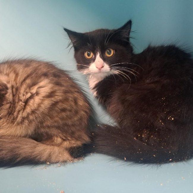 Nate - Chat à adopter
