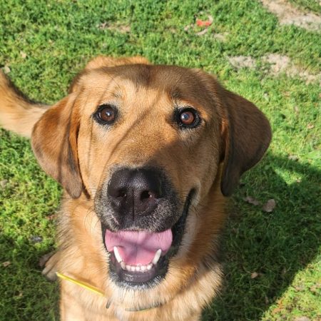 Einstein - Chien à adopter