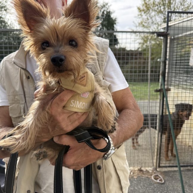 Mina - Chien Yorkshire Terrier à adopter