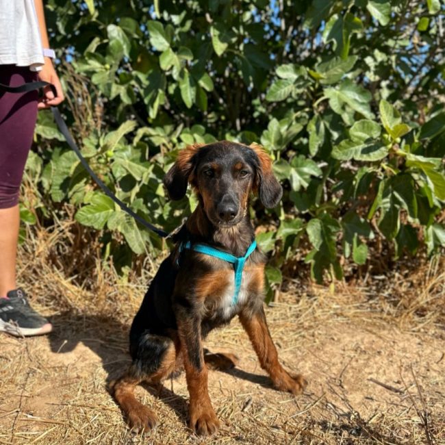 TARZAN - Chien à adopter