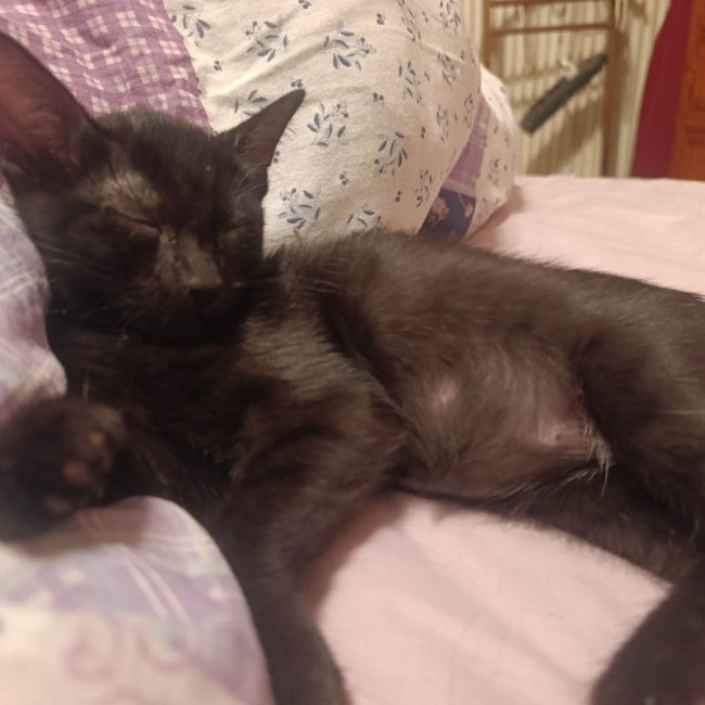 Rémus - Chat Européen à adopter