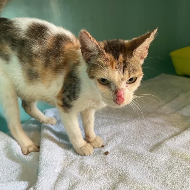 Manzel - Chat Européen à adopter