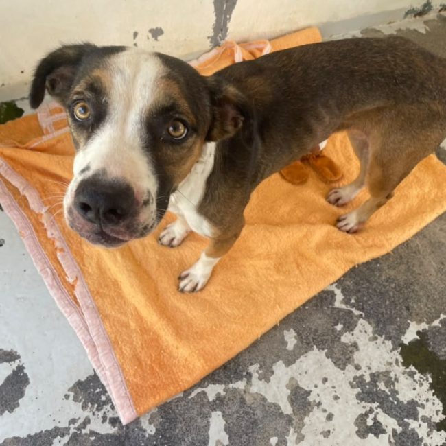 Becassine - Chien à adopter