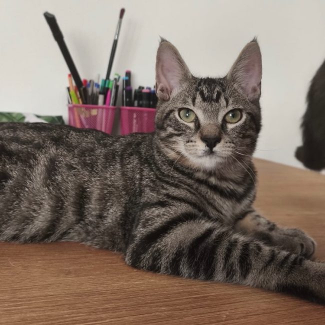 June - Chat Européen à adopter