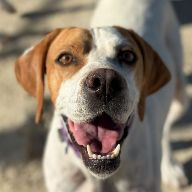 Ellie - Chien Pointer Anglais à adopter