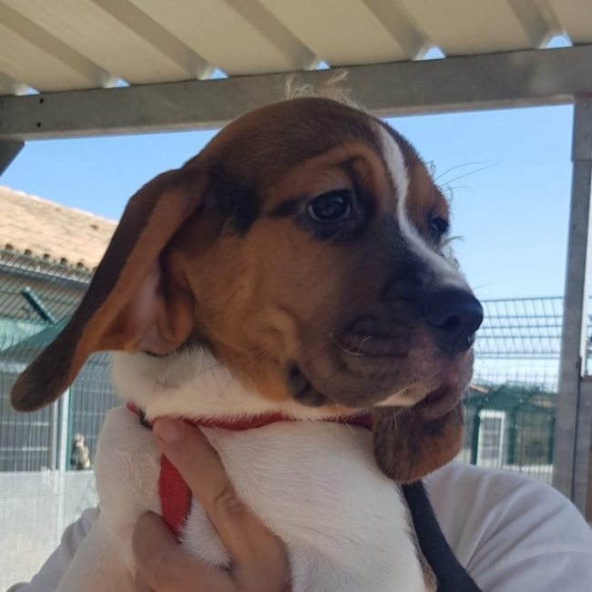Bianca - Chien à adopter