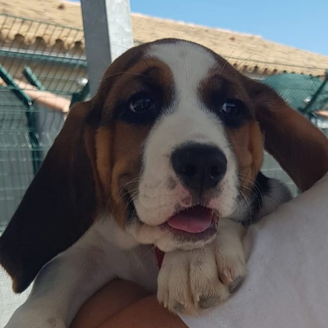 Billy - Chien à adopter