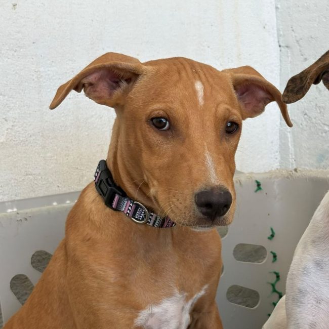 Amelia - Chien à adopter