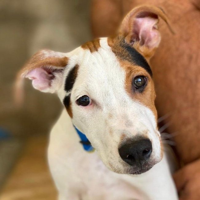 Benjamin - Chien à adopter