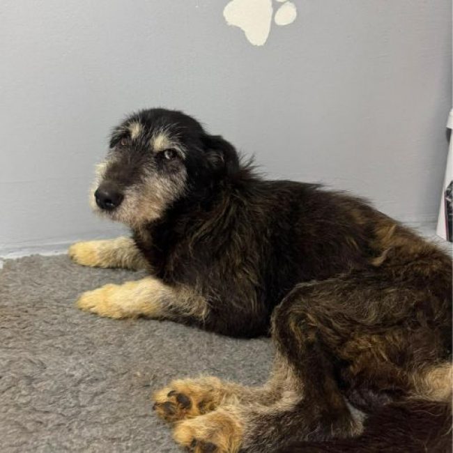 DINO - Chien à adopter