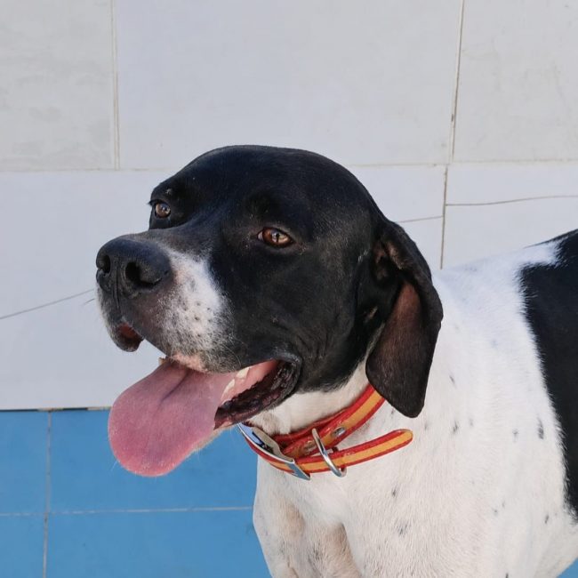 Diper - Chien Pointer Anglais à adopter