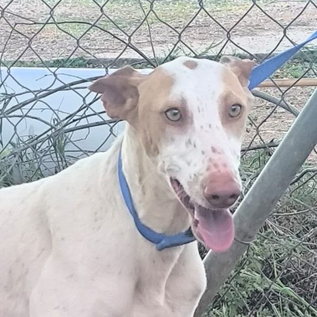 Clara - Chien à adopter