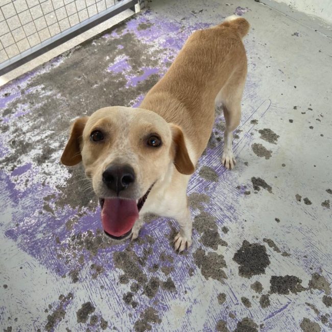 Zabi - Chien à adopter