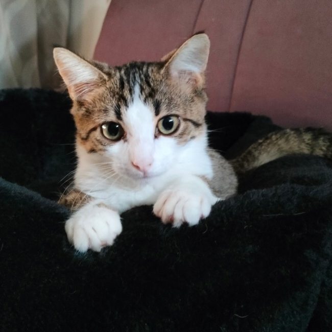 Dino - Chat Européen à adopter