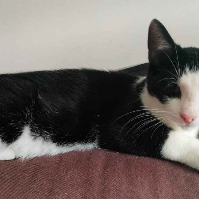 Panda - Chat Européen à adopter
