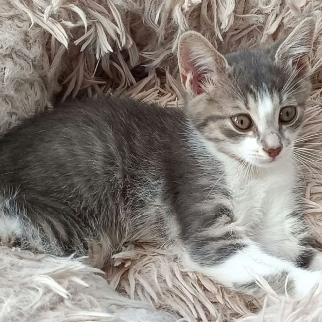 Tilia - Chat Européen à adopter