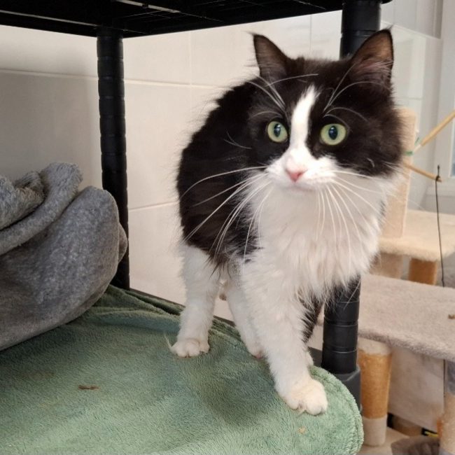 Plume - Chat Européen à adopter