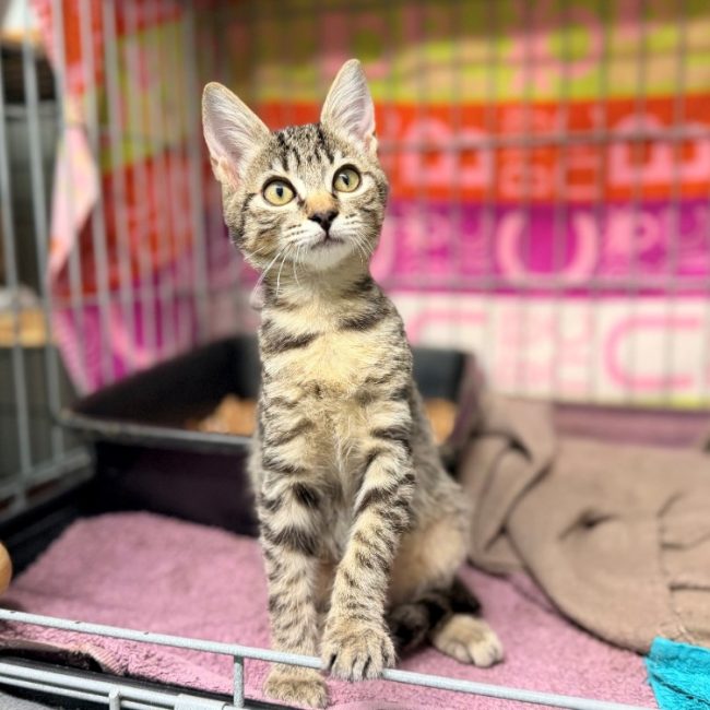 Pecan