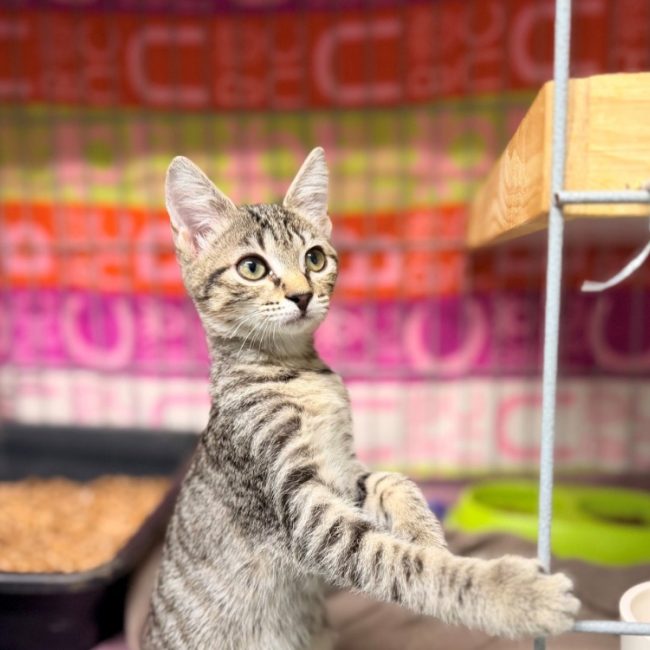 Praline - Chat Européen à adopter