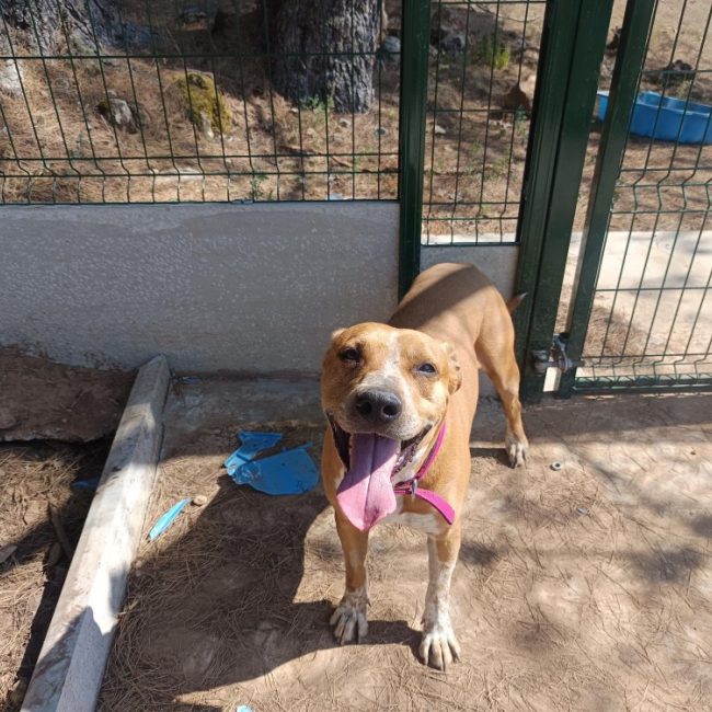 Paddy - Chien Bouledogue Américain à adopter
