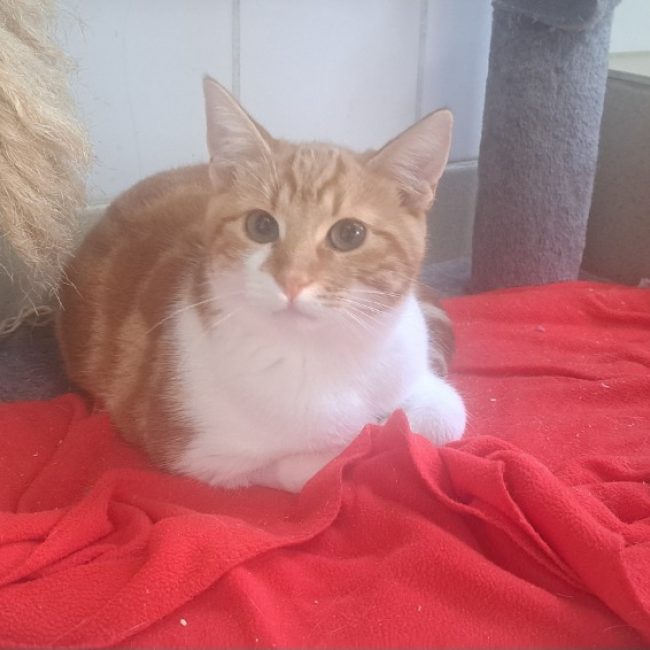Hulkat - Chat Européen à adopter