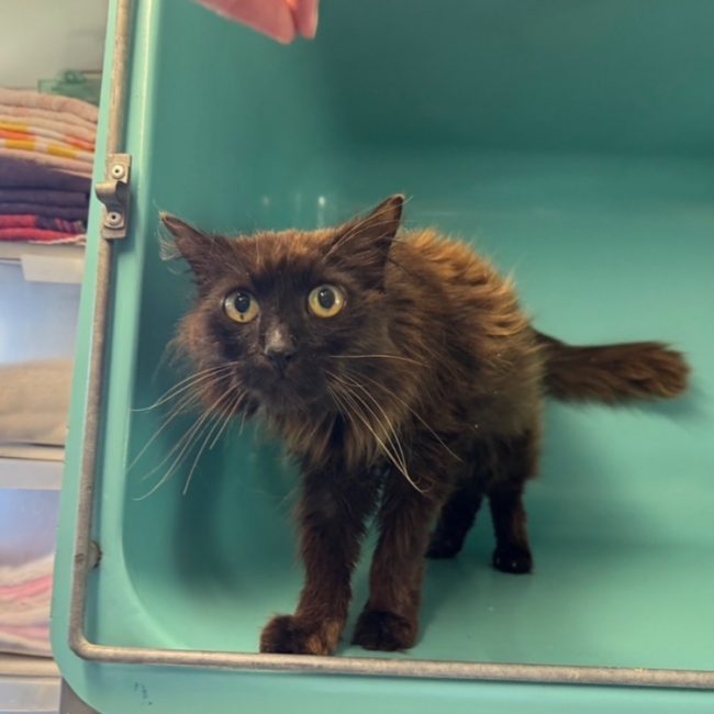 Bueno - Chat Européen à adopter