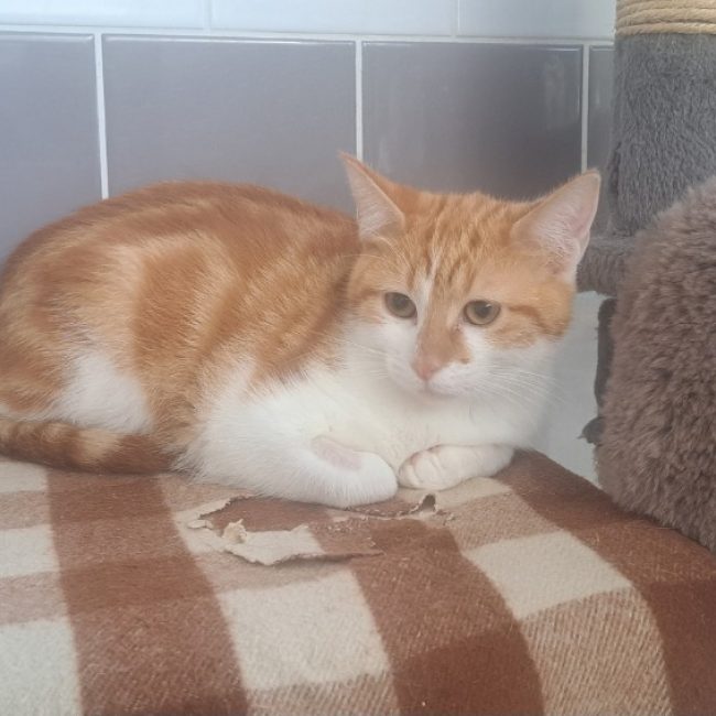 Cerise - Chat Européen à adopter