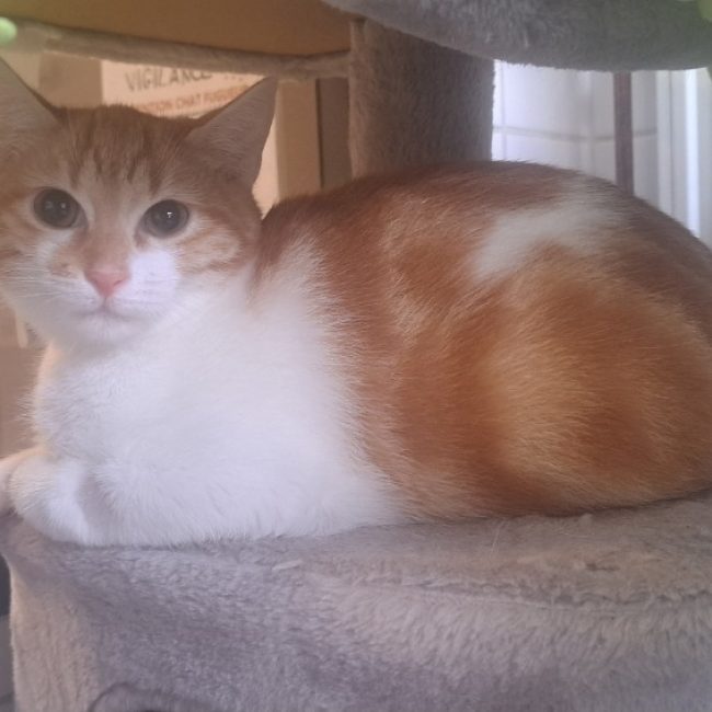 Ironcat - Chat Européen à adopter