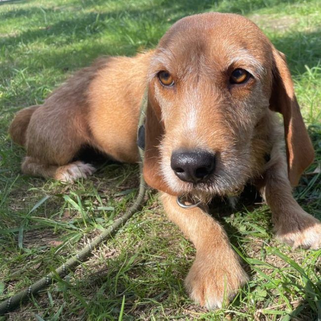 Bulma - Chien à adopter