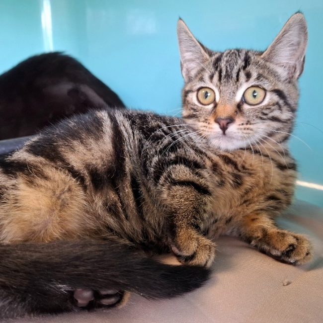 Megane - Chat Européen à adopter