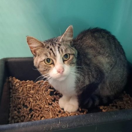 Prada - Chat Européen à adopter