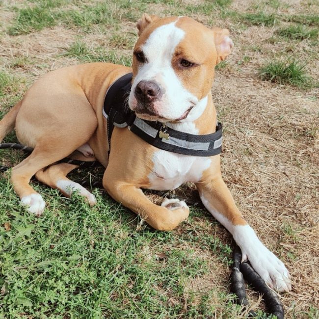 Nash - Chien à adopter